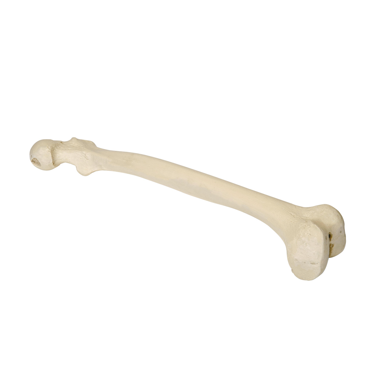 ORTHObones Premium Vänster Lårben