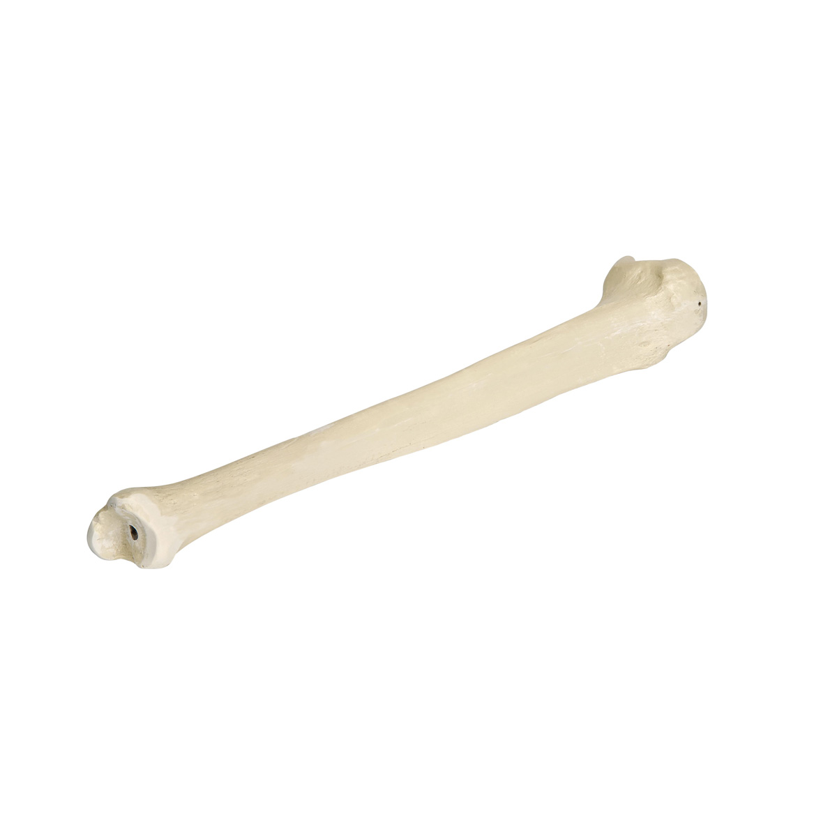 ORTHObones Premium höger skenben