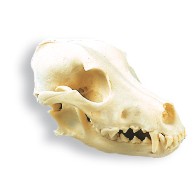 Hundskalle (Canis lupus familiaris), kopia