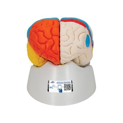 Mänsklig neuro-anatomisk hjärnmodell, 8 delar