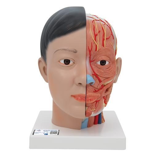 Asiatisk Deluxe huvudmodell med hals, 4 delar