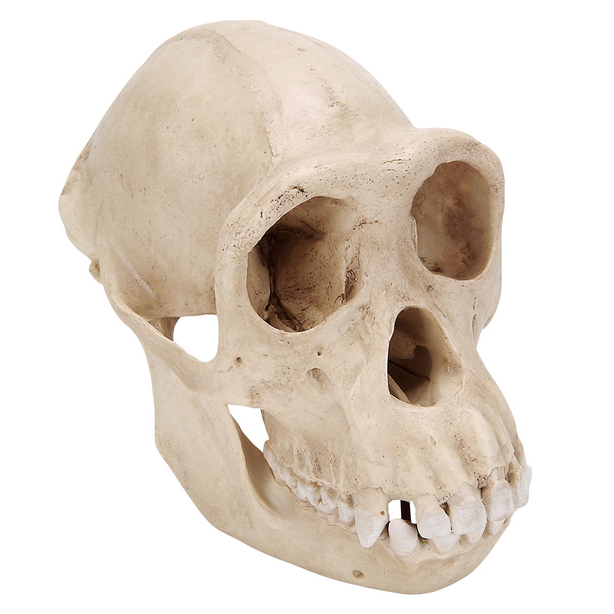 Schimpanseskalle (Pan troglodytes), kvinna. Replica