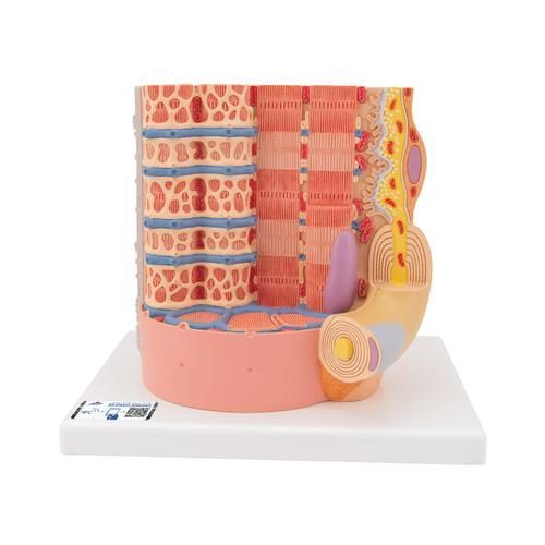 3B MICROanatomy™ mänsklig muskelfibermodell, 10,000 gånger förstorad