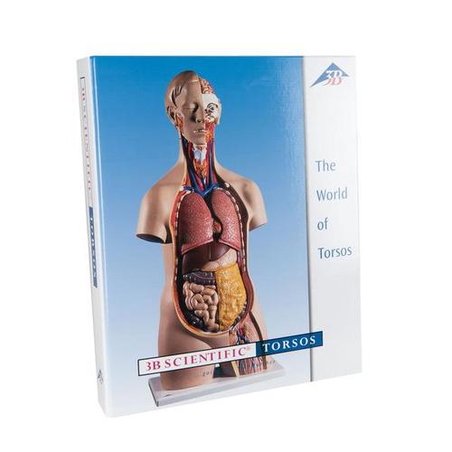 3B Torsoguide