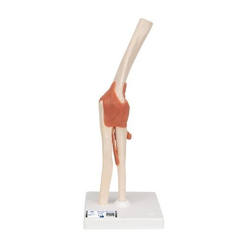 Funktionell mänsklig armbågsmodell med ligament & märkt brosk