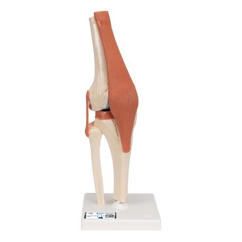Funktionell mänsklig knäledsmodell med ligament & märkt brosk