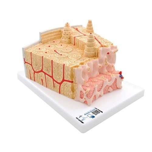 3B MICROanatomy™ mänsklig benstruktur, 80 gånger förstorad