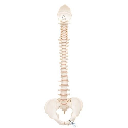 BONElike™ mänsklig vertebral kolumnmodell