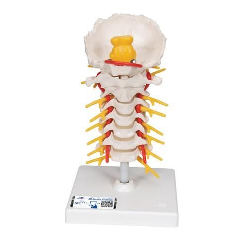 Cervical mänsklig ryggradsmodell