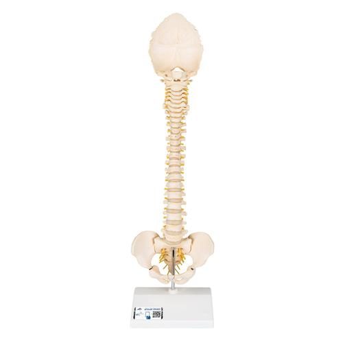BONElike™ barns vertebrala kolumnmodell