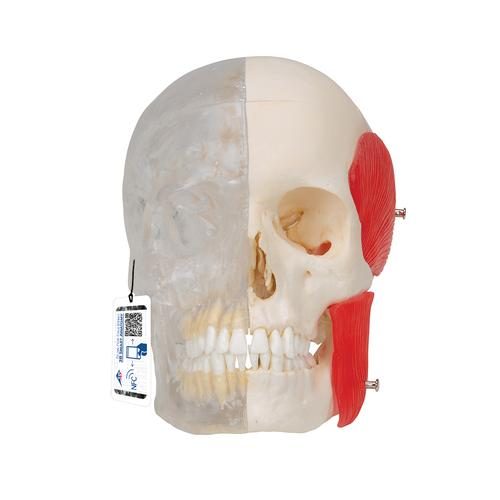 BONElike™ mänsklig kraniummodell, halva transparent & halva benig, 8 delar