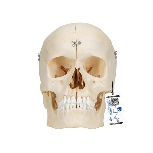 BONElike™ mänskligt benigt kranium, 6 delar