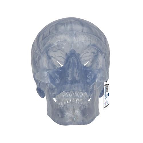 Transparent klassisk kraniummodell, 3 delar