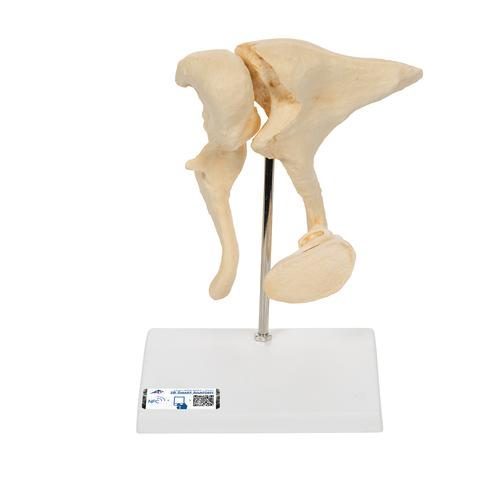 Mänsklig Ossicle-modell (BONElike™), 20 gånger förstorad