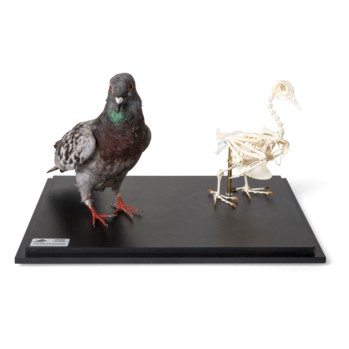 Duva och duvskelett (Columba livia domestica), i vitrin, prover