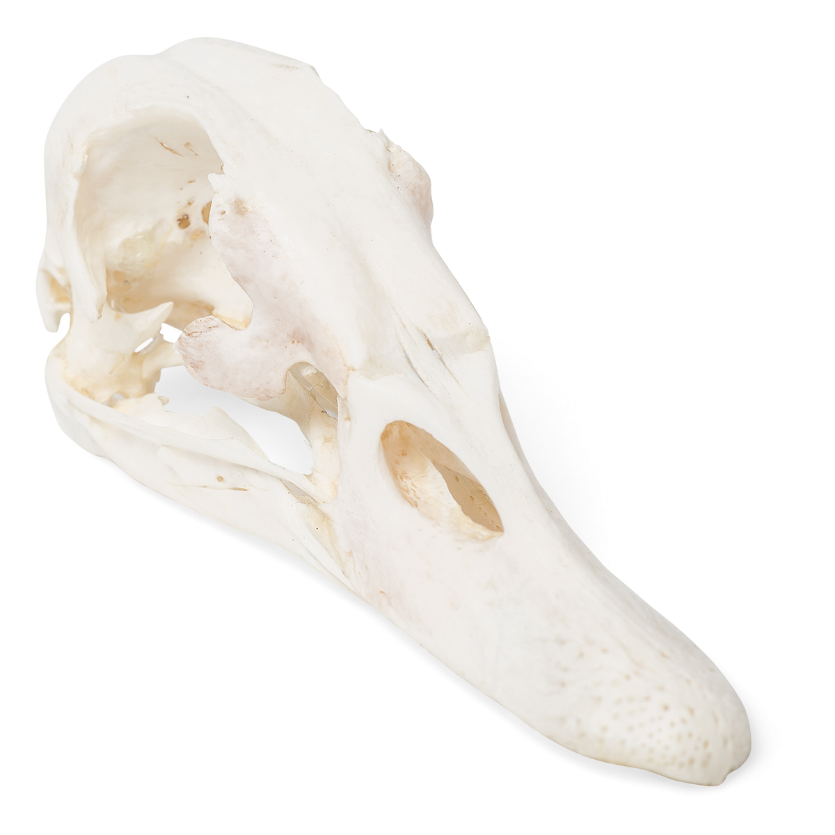 Ankskalle (Anas platyrhynchos domestica), exemplar