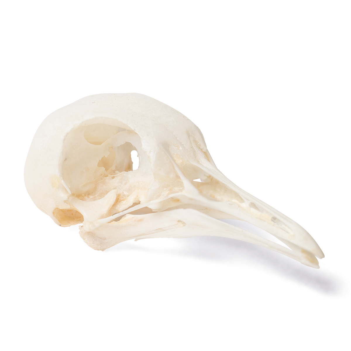 Duvskalle (Columba livia domestica), exemplar