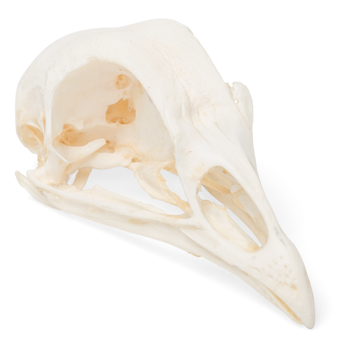 Tamhöna (Gallus gallus domesticus), exemplar