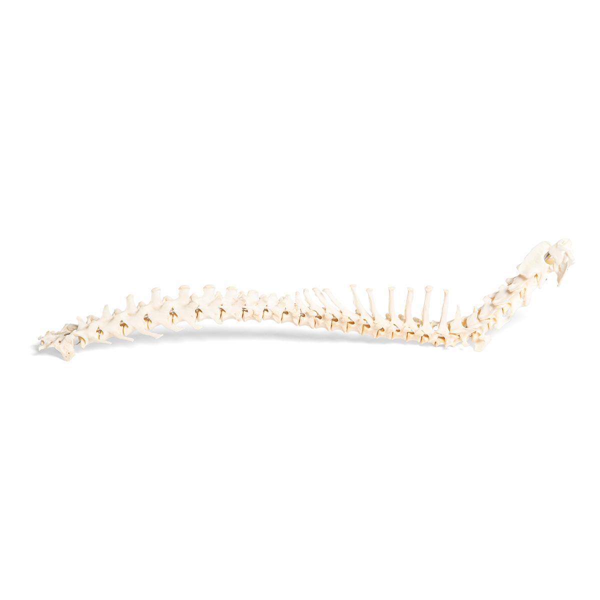 Hund (Canis lupus familiaris), ryggrad, flexibelt monterad