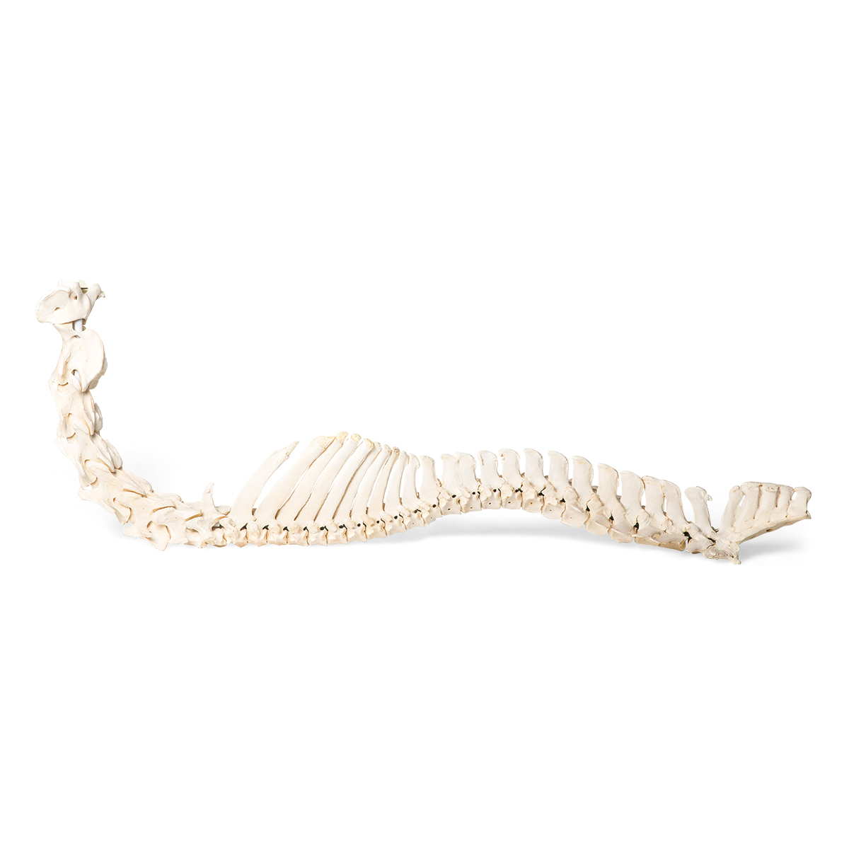 Häst (Equus ferus caballus), ryggrad, flexibelt monterad