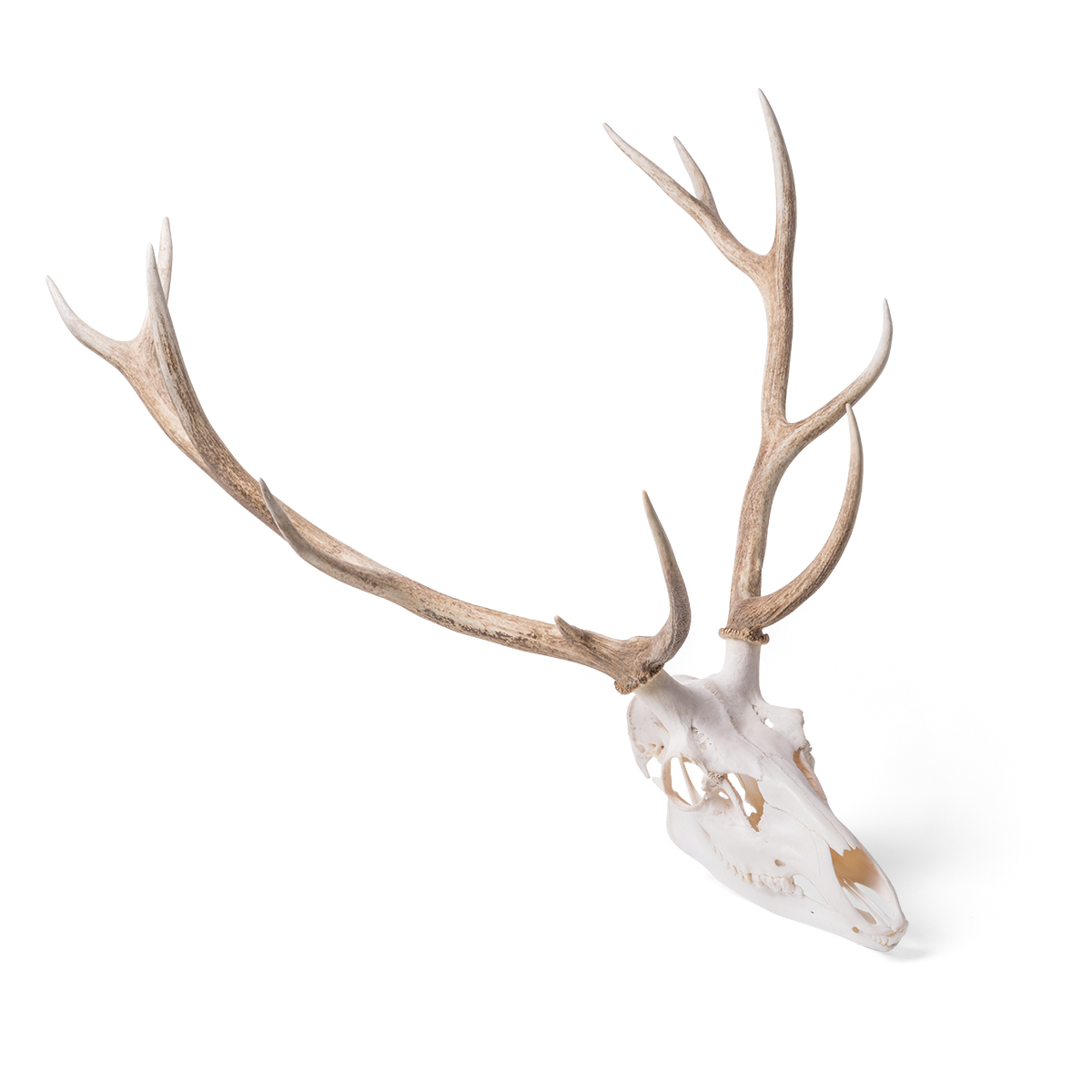 Skalle från en kronhjort (Cervus elaphus), hane