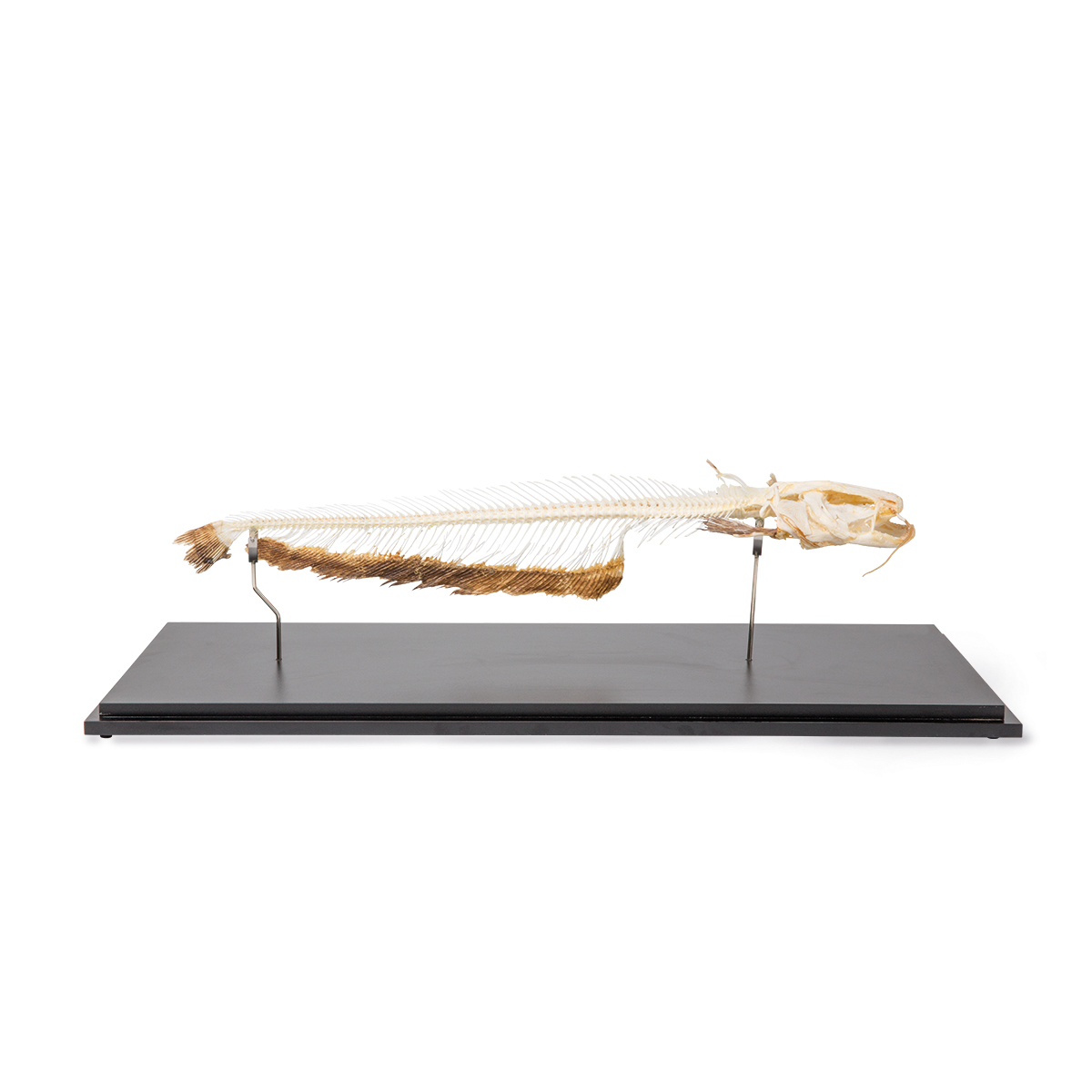 Skelett av europeisk mal (Silurus glanis), exemplar