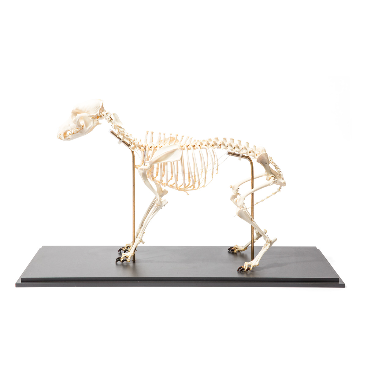 Hundskelett (Canis lupus familiaris), storlek L, flexibelt monterat, exemplar