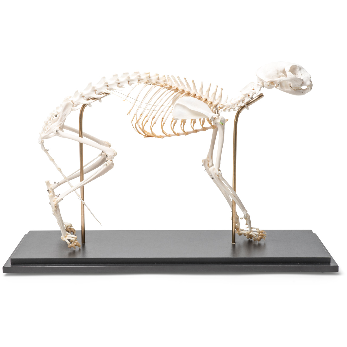 Kattskelett (Felis catus), flexibelt monterat, exemplar