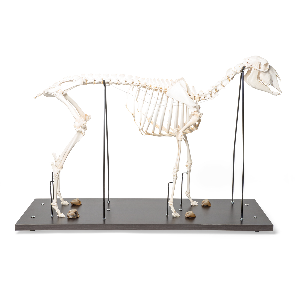 Tamfår Skelett (Ovis aries), Hona, Exemplar