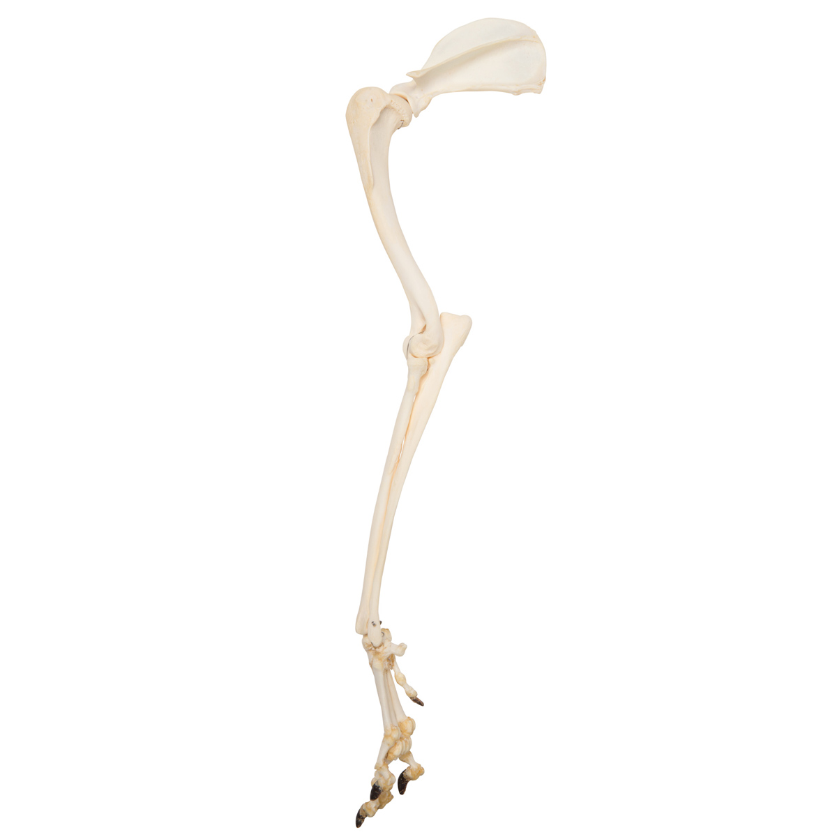 Hundben (Canis lupus familiaris), exemplar