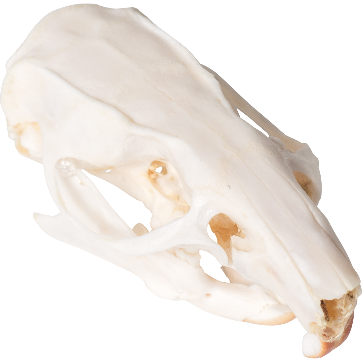 Råttskalle (Rattus rattus), prov