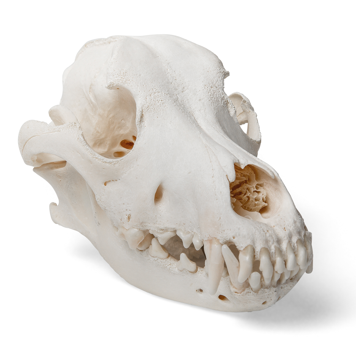 Hundskalle (Canis lupus familiaris), storlek L, exemplar