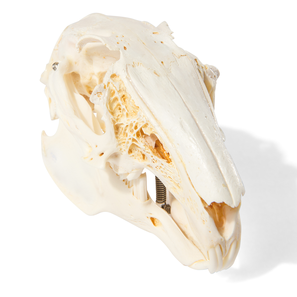 Kaninskalle (Oryctolagus cuniculus var. domestica), exemplar