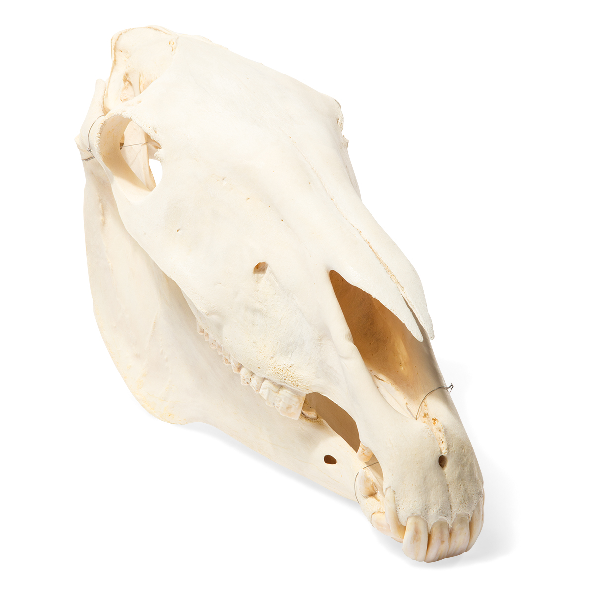 Hästskalle (Equus ferus caballus), exemplar