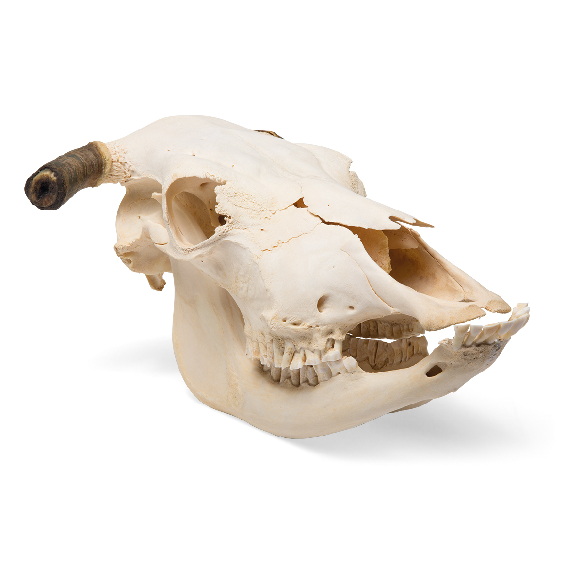 Skalle från nötkreatur (Bos taurus), med horn, exemplar