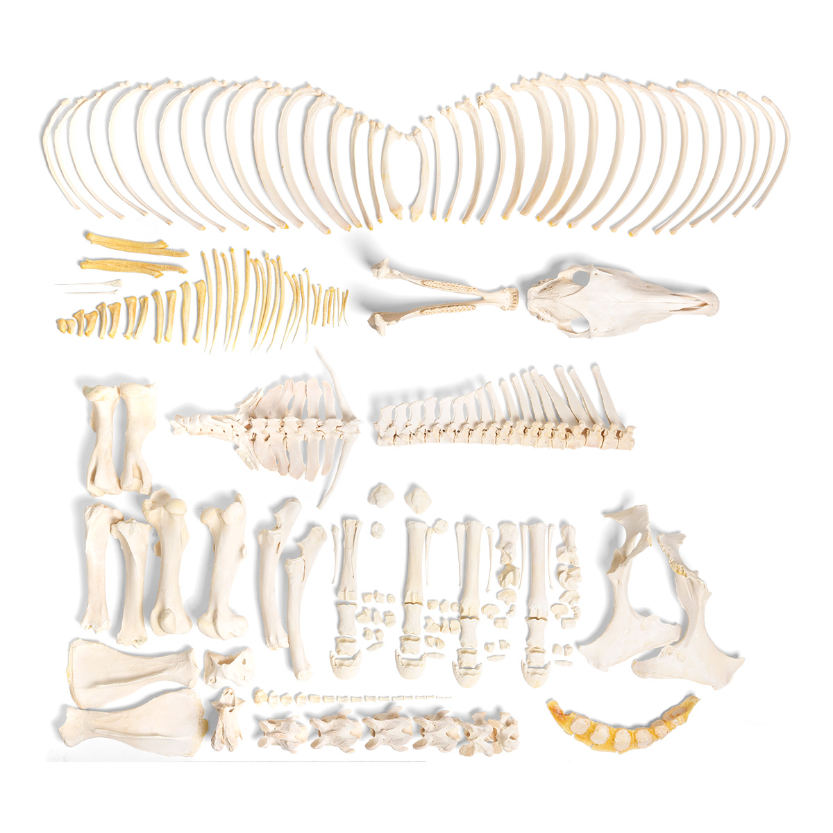 Hästskelett (Equus ferus caballus), hane, omonterat