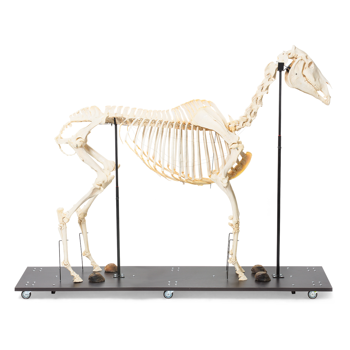 Hästskelett (Equus ferus caballus), Hona, exemplar