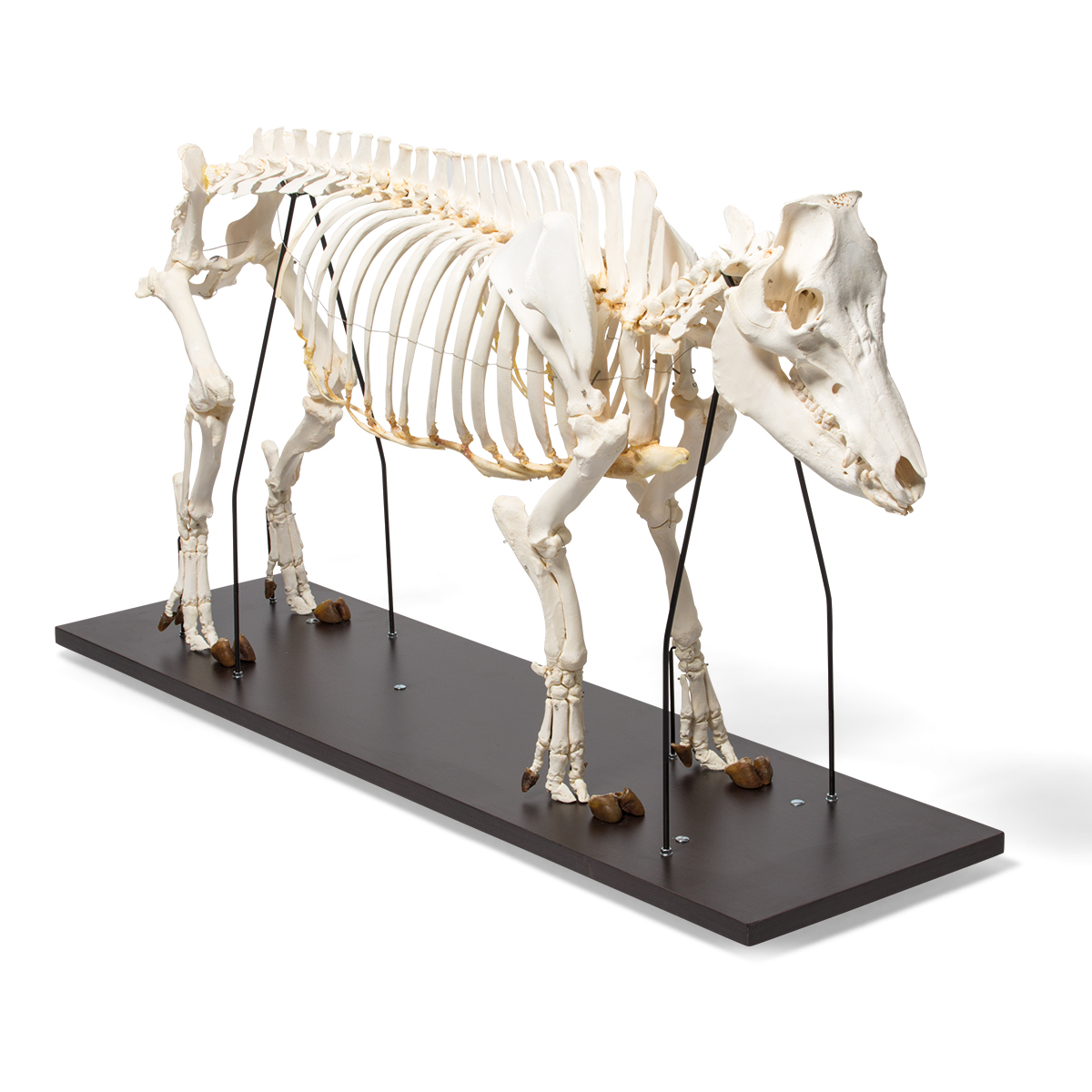 Tamgris Skelett (Sus scrofa domesticus), Hane, Exemplar
