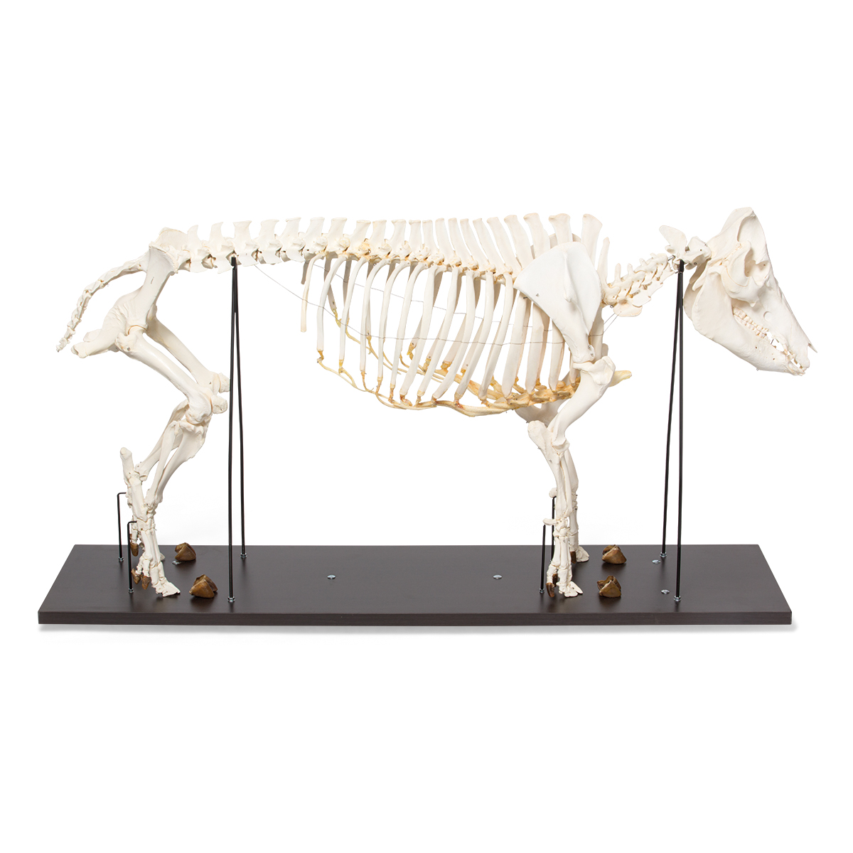 Tamgris skelett (Sus scrofa domesticus), Hona, Exemplar