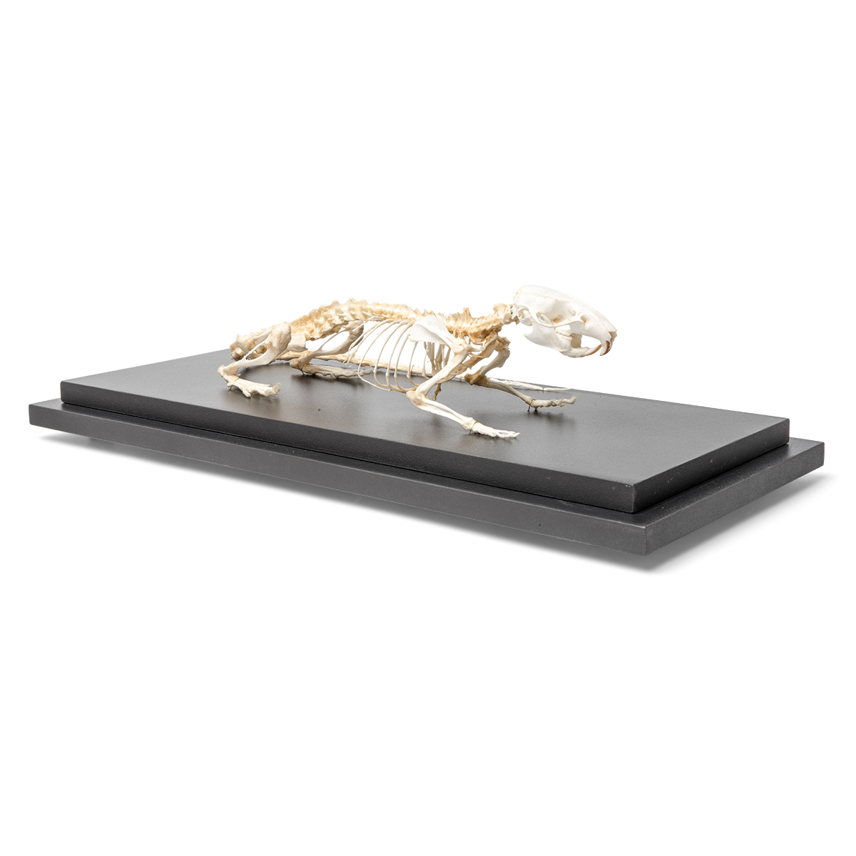 Skelett av råtta (Rattus rattus), exemplar