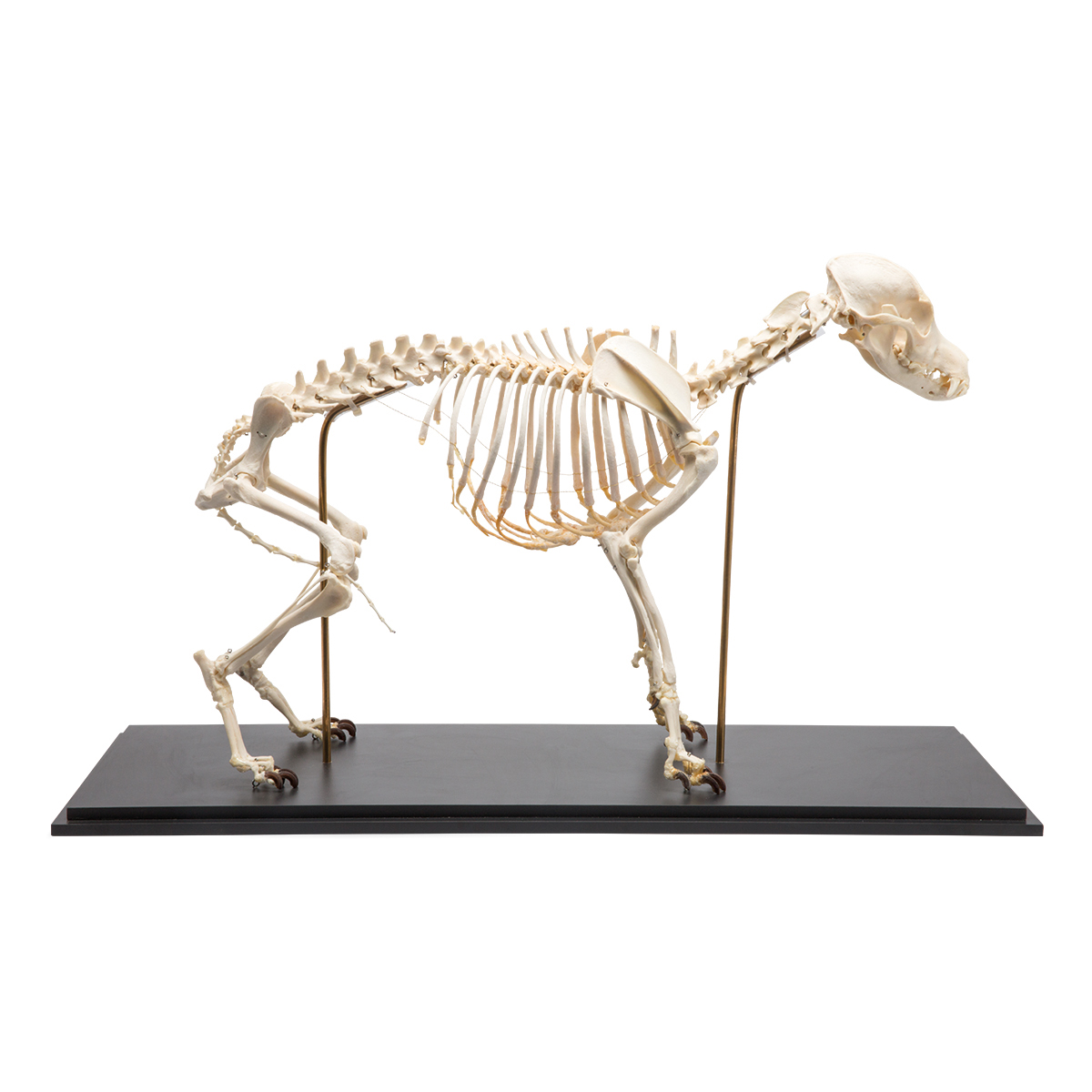 Hundskelett (Canis lupus familiaris), storlek M, prov