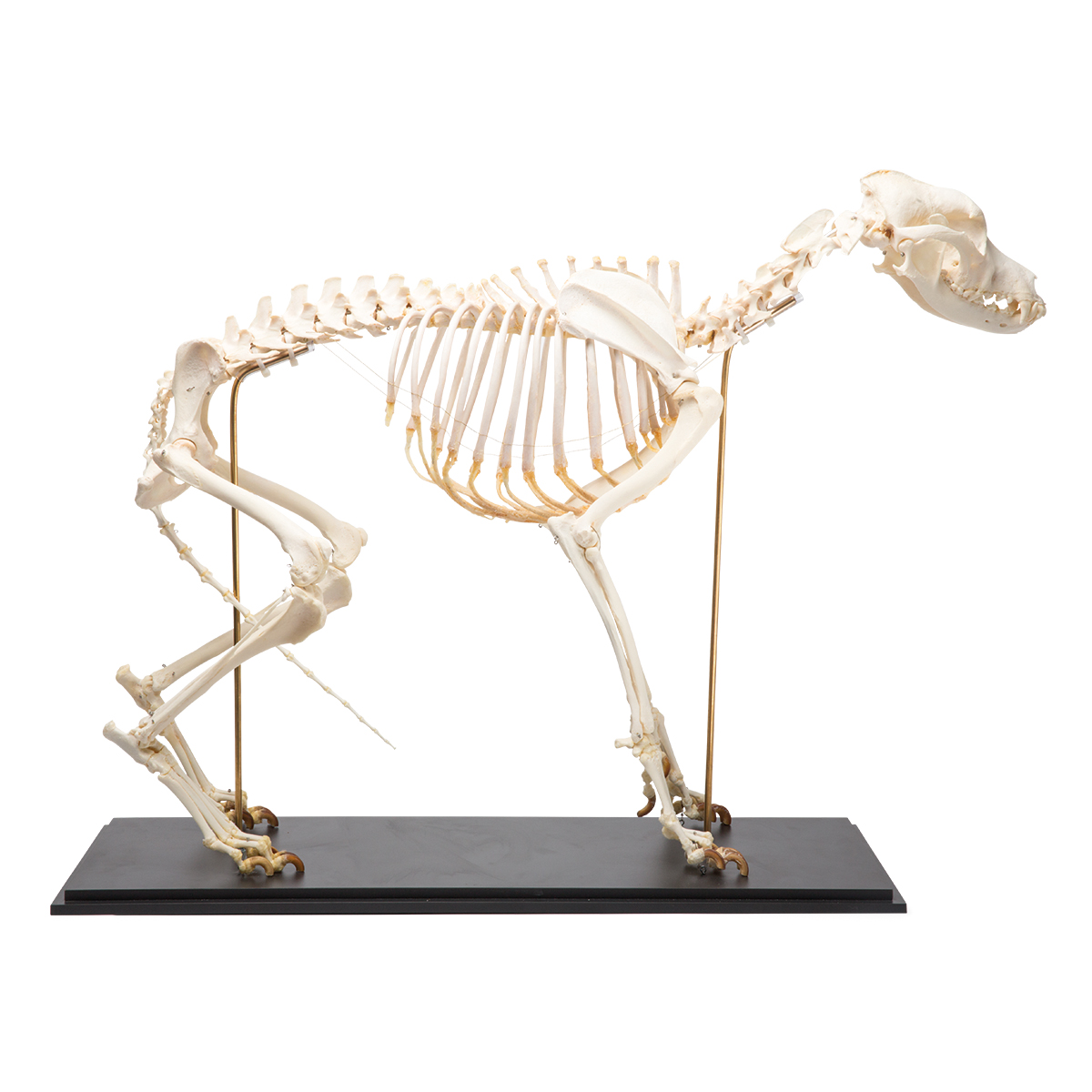 Hundskelett (Canis lupus familiaris), storlek L, prov