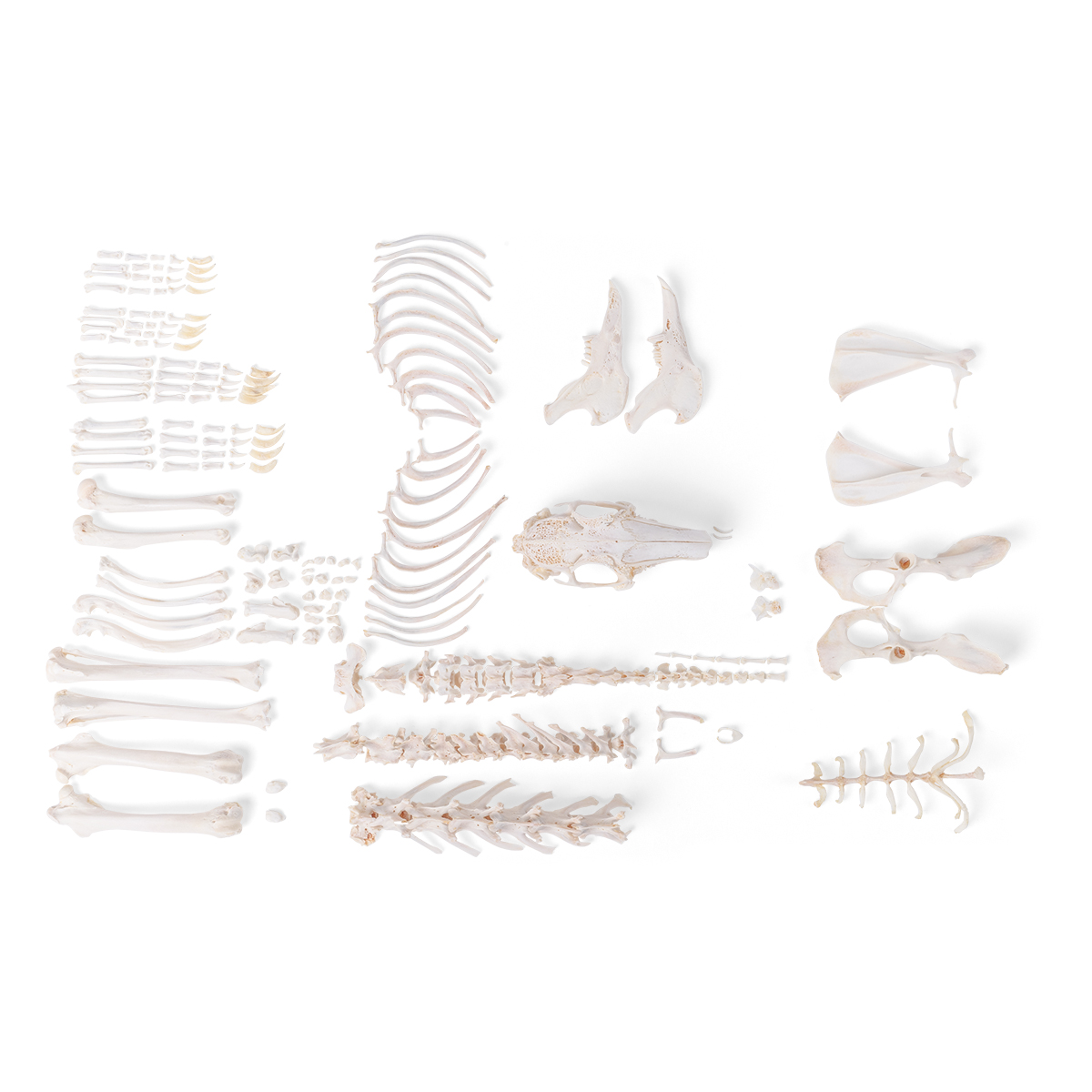 Kaninskelett (Oryctolagus cuniculus var. Domestica), omonterat