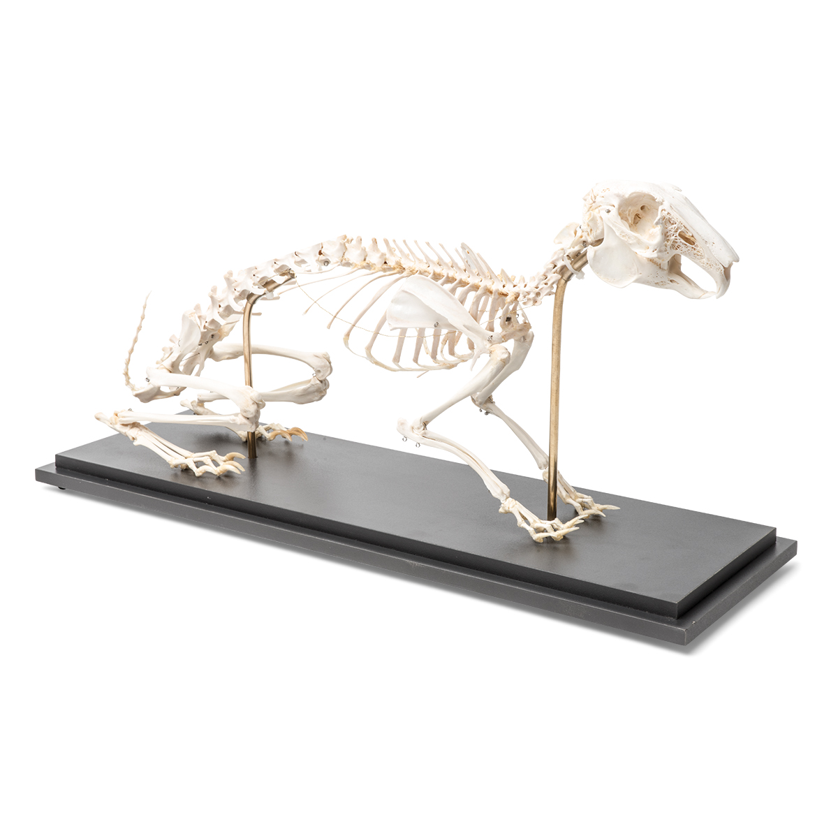 Kaninskelett (Oryctolagus cuniculus var. domestica), exemplar