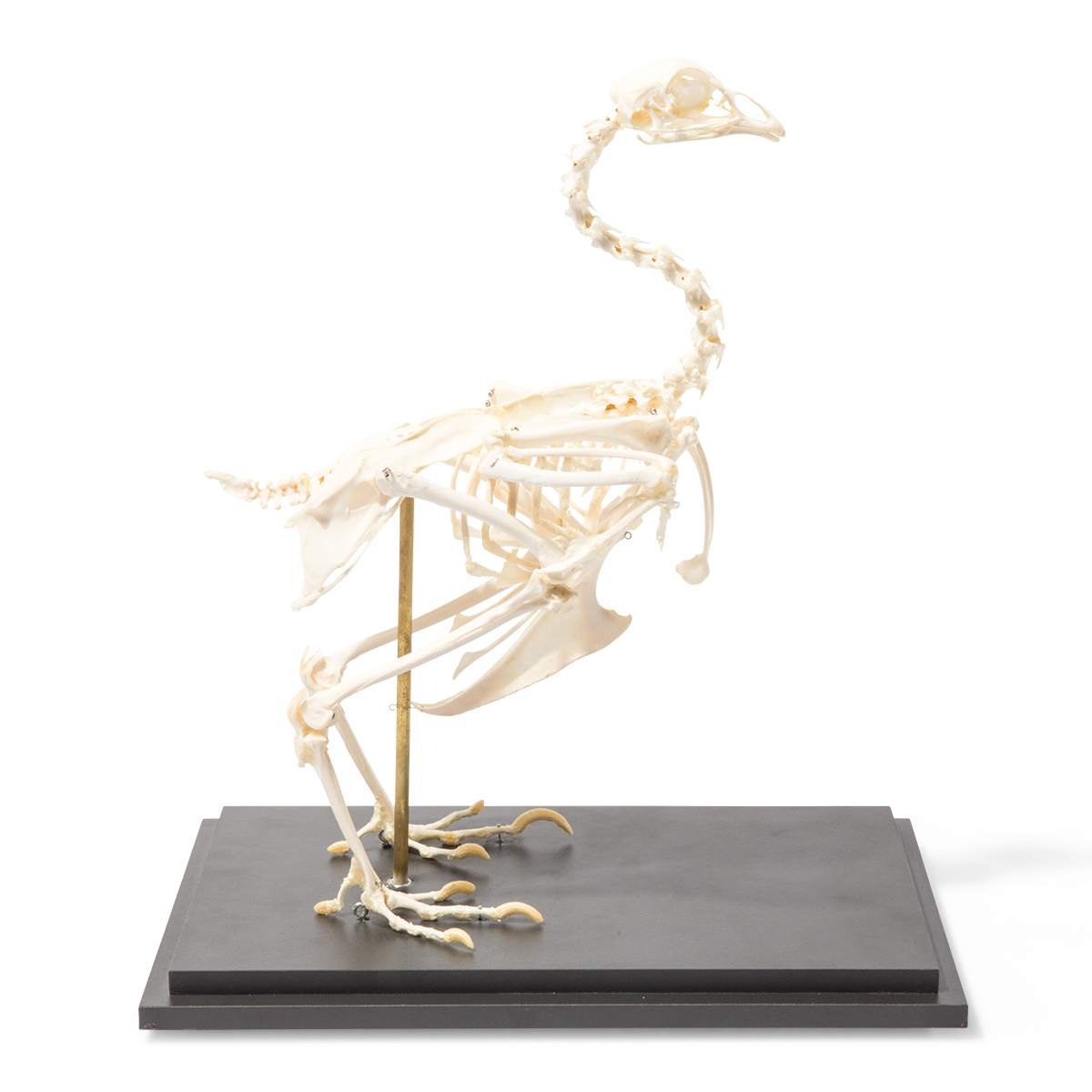Kycklingskelett (Gallus gallus domesticus), exemplar
