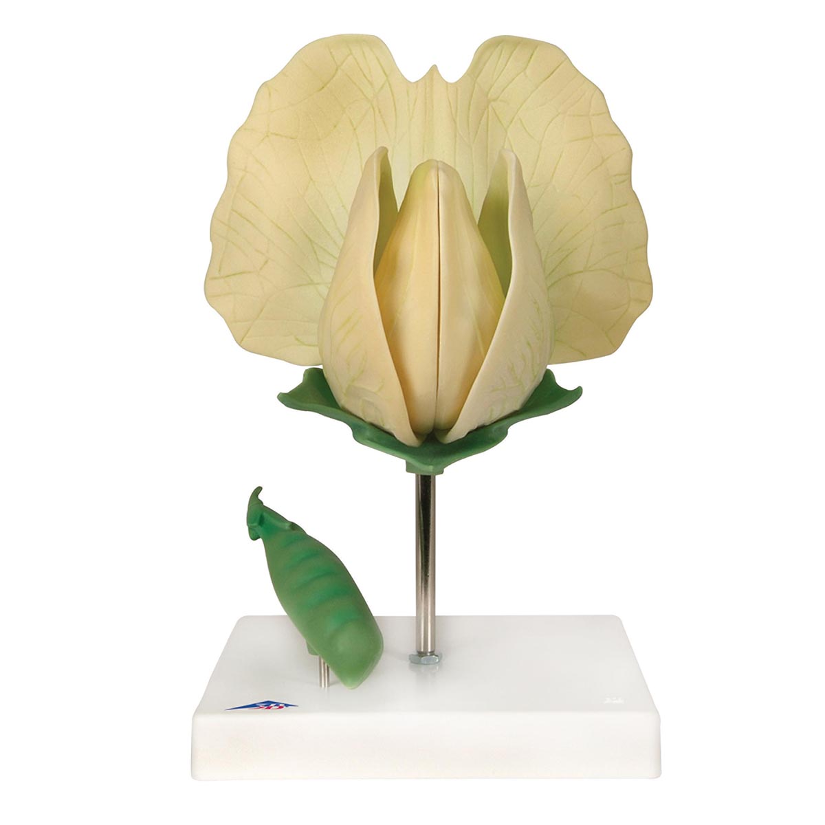 Ärtblomma (Pisum sativum), modell