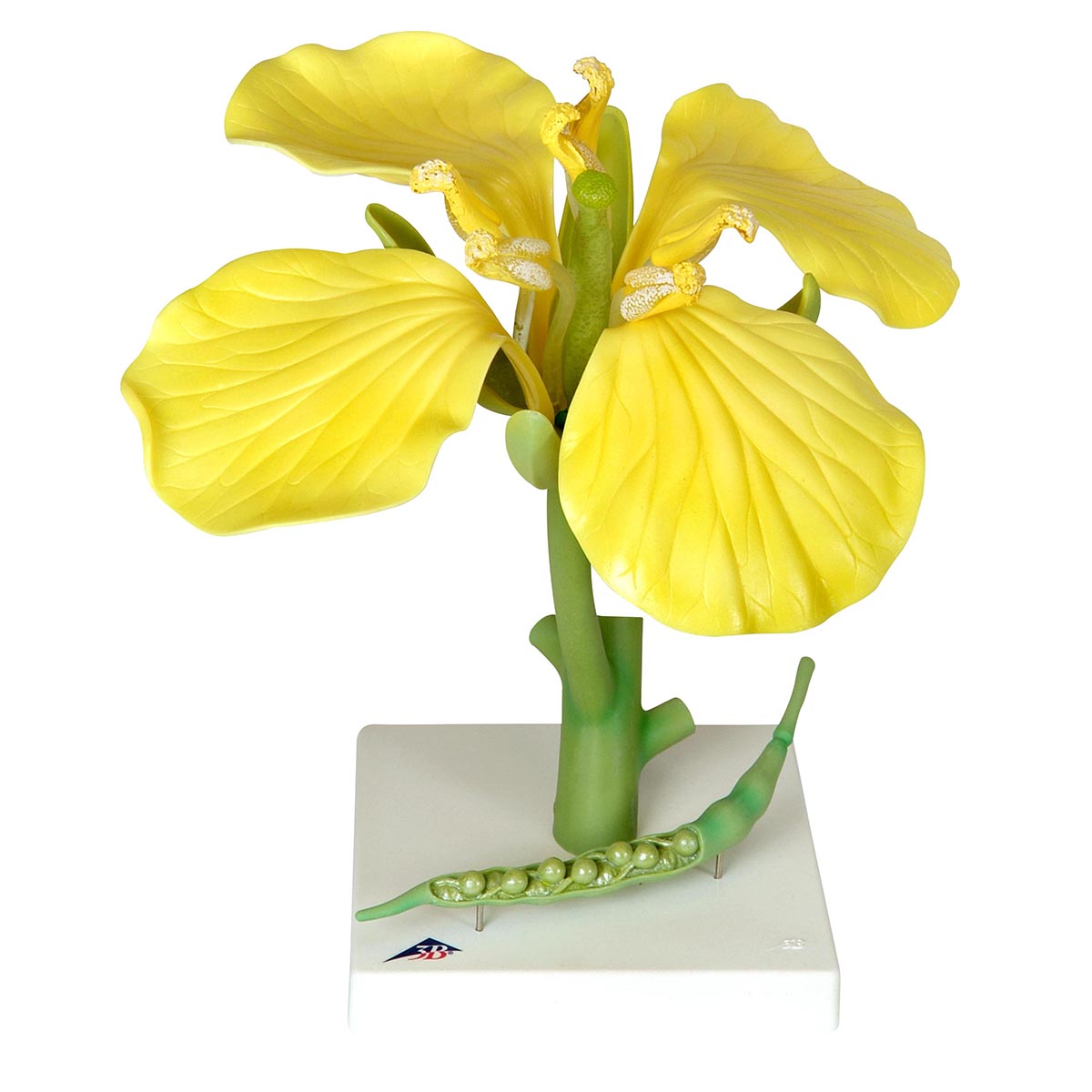 Rapsblomma (Brassica napus ssp. oleifera), modell