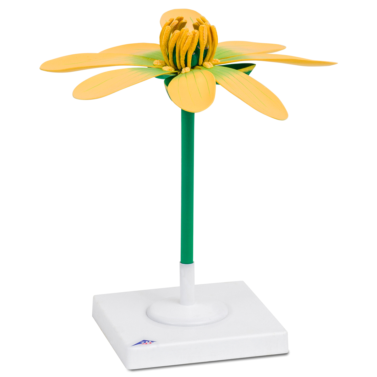 Blomma av liten sköldmossa (Ficaria verna), Modell