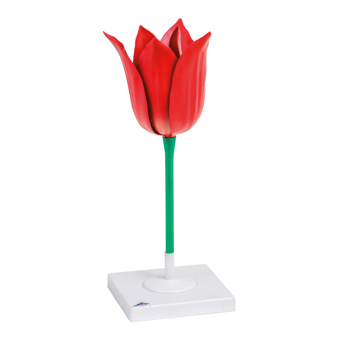 Modell för tulpanblomma (Tulipa gesneriana)