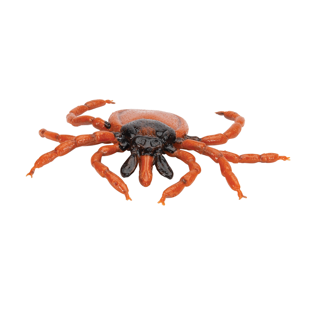 Ricinus fästing (Ixodes ricinus), modell